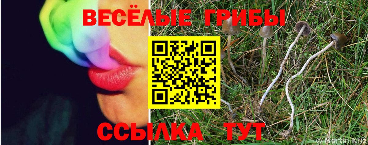 Псилоцибиновые грибы Magic Shrooms  цена   Вход с VPN  Касимов  Псилоцибиновые грибы прущие грибы 